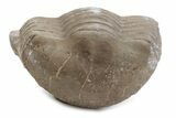 Bargain, Enrolled Illaenus Trilobite Fossil - Russia #363207-1